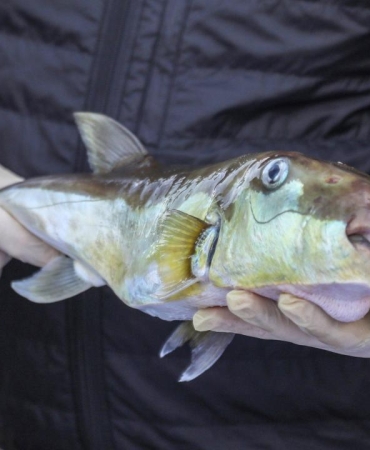 Bakanlığın teşvikleriyle 50 milyon balon balığının ekosisteme girişi engellendi