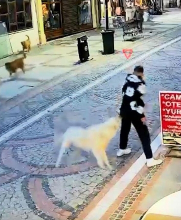 Başıboş köpek saldırdı, 19 yaşındaki genç yaralandı