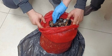 Bursa ve Balıkesir'de 10 ton kaçak midye ele geçirildi