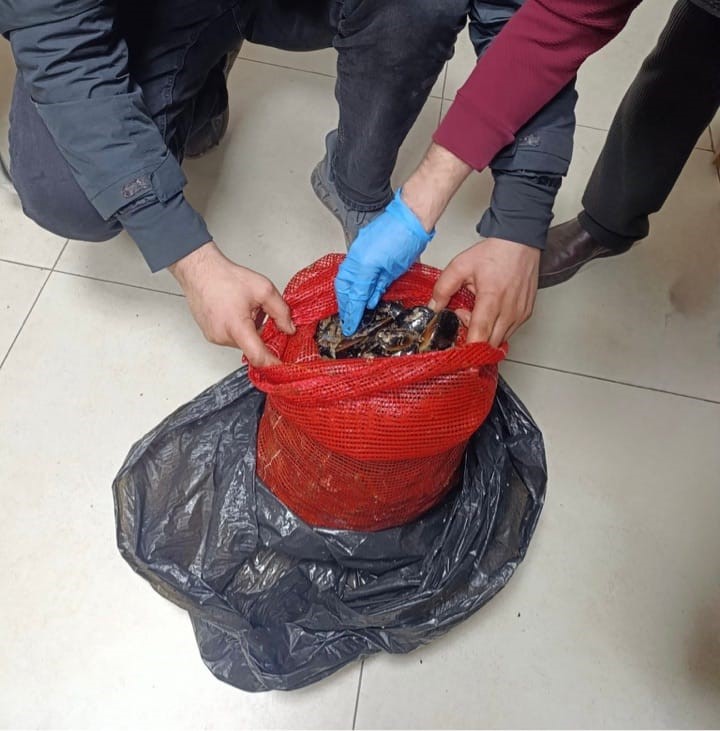 Bursa ve Balıkesir'de 10 ton kaçak midye ele geçirildi