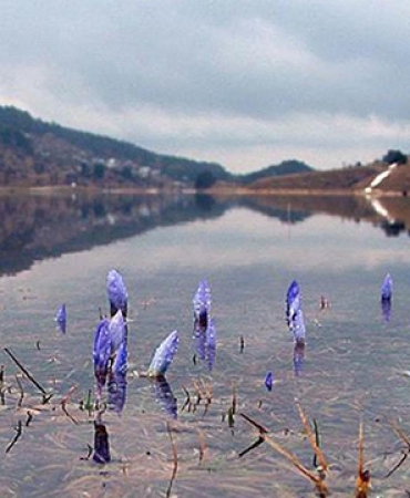 Cemrenin ikincisi suya düştü