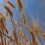 Hububatta rekolte beklentisi yükseldi