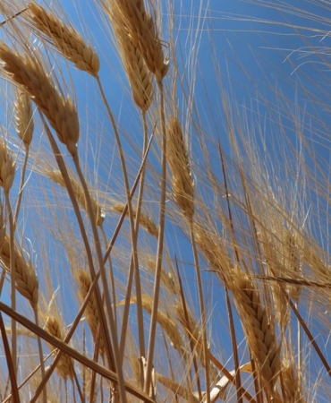 Hububatta rekolte beklentisi yükseldi