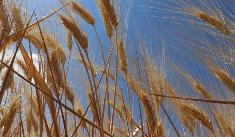 Hububatta rekolte beklentisi yükseldi