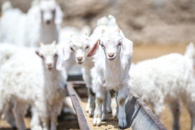 Islah projeleriyle yerli keçi ırklarında sayı artıyor