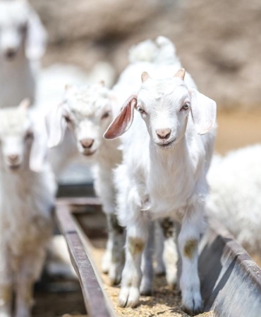 Islah projeleriyle yerli keçi ırklarında sayı artıyor