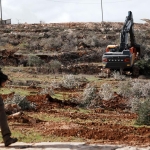 İsrailli işgalciler Batı Şeria'da 400 zeytin ağacını kesti