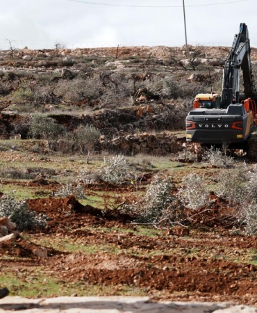 İsrailli işgalciler Batı Şeria'da 400 zeytin ağacını kesti