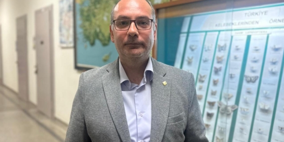 İstanbul'daki çam kese tırtılları alerjik reaksiyonlara neden olabiliyor