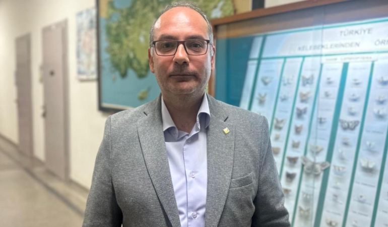 İstanbul'daki çam kese tırtılları alerjik reaksiyonlara neden olabiliyor