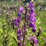 İzinsiz salep orkidesi toplayan kişiye 699 bin lira ceza