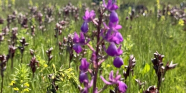 İzinsiz salep orkidesi toplayan kişiye 699 bin lira ceza