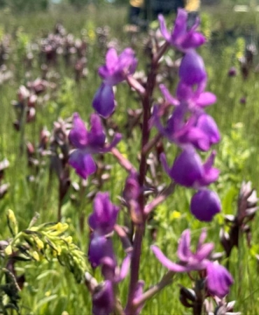 İzinsiz salep orkidesi toplayan kişiye 699 bin lira ceza