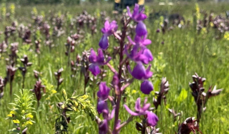 İzinsiz salep orkidesi toplayan kişiye 699 bin lira ceza