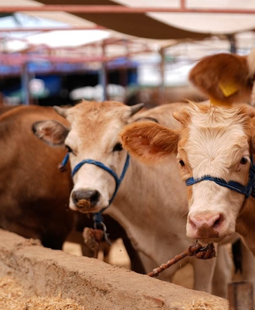 Kurban satış ve kesim yerlerinde yönelik tedbirler artırıldı