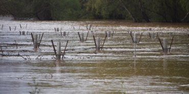 Manisa'da bağlar su altında kaldı
