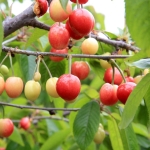 Manisa'da yılın ilk kiraz hasadı yapıldı