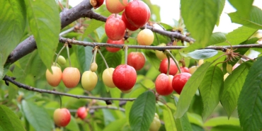 Manisa'da yılın ilk kiraz hasadı yapıldı