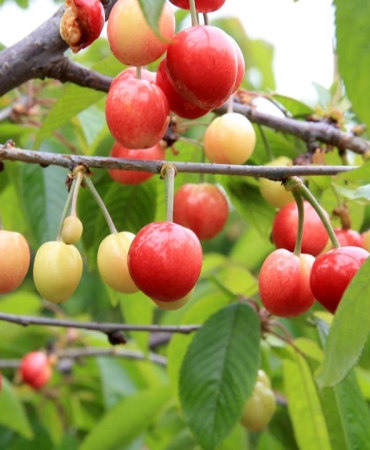 Manisa'da yılın ilk kiraz hasadı yapıldı