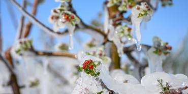 Meclis'te kurulan Zirai Don Olayını Araştırma Komisyonu raporunu tamamladı