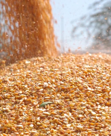 Mısır ithalatında 3 milyon tonluk tarife kontenjanı açıldı