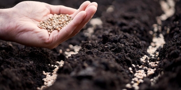 Sertifikalı tohum üretiminde 1,3 milyon ton eşiği aşıldı