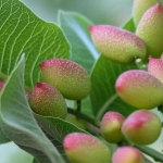 Siirt fıstığında yok yılı ezberi bozuluyor