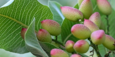 Siirt fıstığında yok yılı ezberi bozuluyor