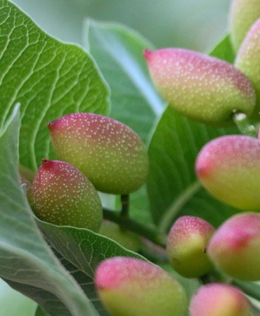 Siirt fıstığında yok yılı ezberi bozuluyor
