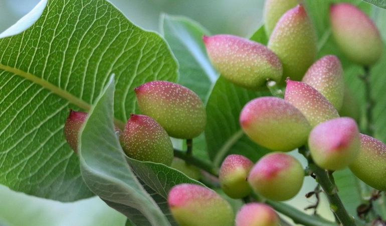 Siirt fıstığında yok yılı ezberi bozuluyor