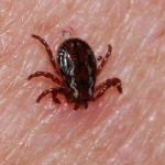 Sivas'ta kene can aldı