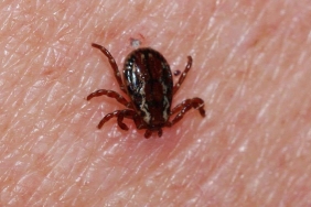 Sivas'ta kene can aldı