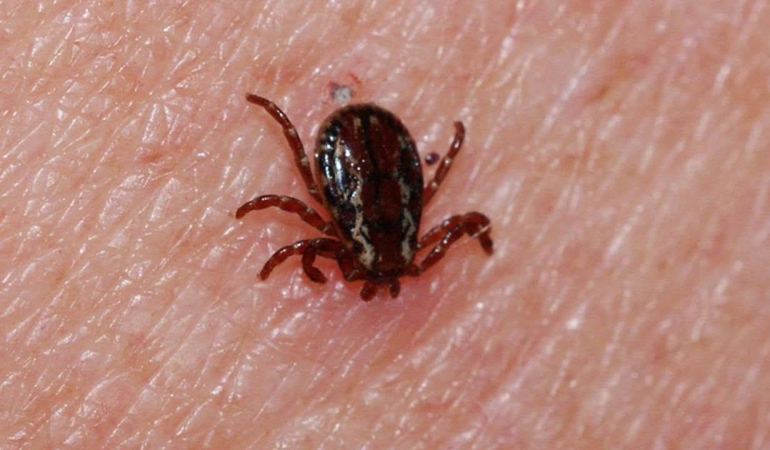 Sivas'ta kene can aldı