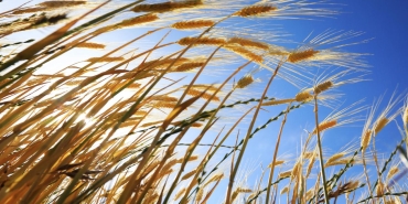 Son dönemdeki yağışlar tarımsal üretimde bereket müjdesi veriyor