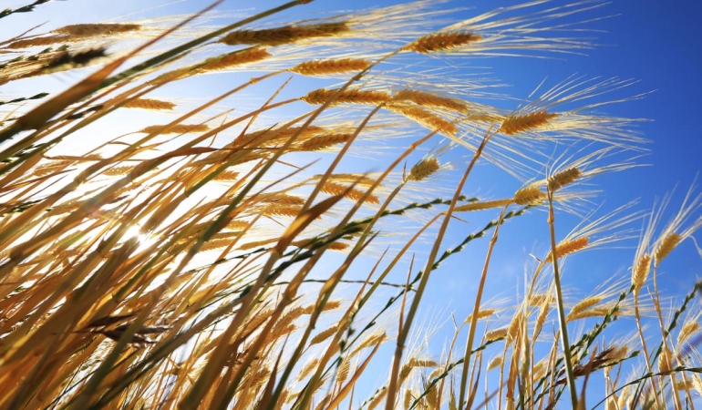 Son dönemdeki yağışlar tarımsal üretimde bereket müjdesi veriyor