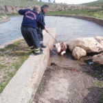 Su kanalına düşen inek için seferber oldular