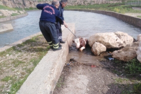 Su kanalına düşen inek için seferber oldular