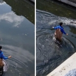 Sulama kanalına düşen karaca kurtarıldı