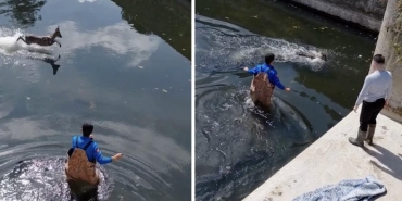 Sulama kanalına düşen karaca kurtarıldı