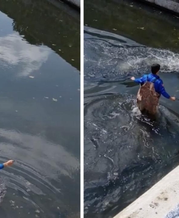 Sulama kanalına düşen karaca kurtarıldı