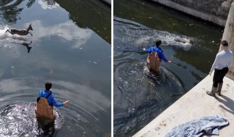 Sulama kanalına düşen karaca kurtarıldı