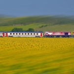 TCDD otla mücadele kapsamında tren yollarında ilaçlama yapacak