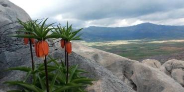 Ters laleleri koparana 700 bin lira ceza