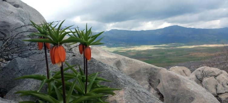 Ters laleleri koparana 700 bin lira ceza