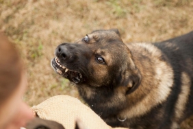 Türkiye genelinde sokak hayvanlarının yüzde 75'i toplandı