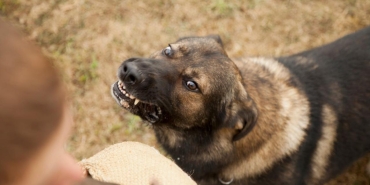 Türkiye genelinde sokak hayvanlarının yüzde 75'i toplandı