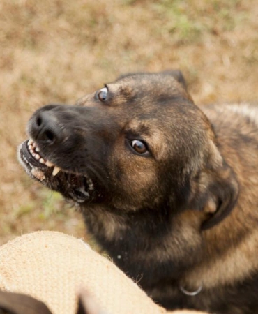 Türkiye genelinde sokak hayvanlarının yüzde 75'i toplandı