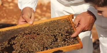 Uygunsuz balın piyasaya girişi engellenecek