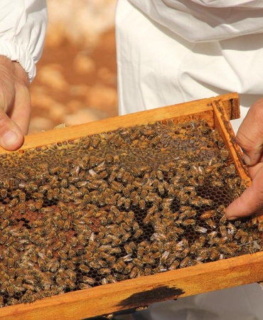 Uygunsuz balın piyasaya girişi engellenecek