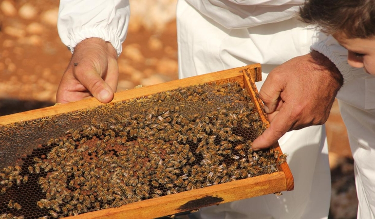 Uygunsuz balın piyasaya girişi engellenecek